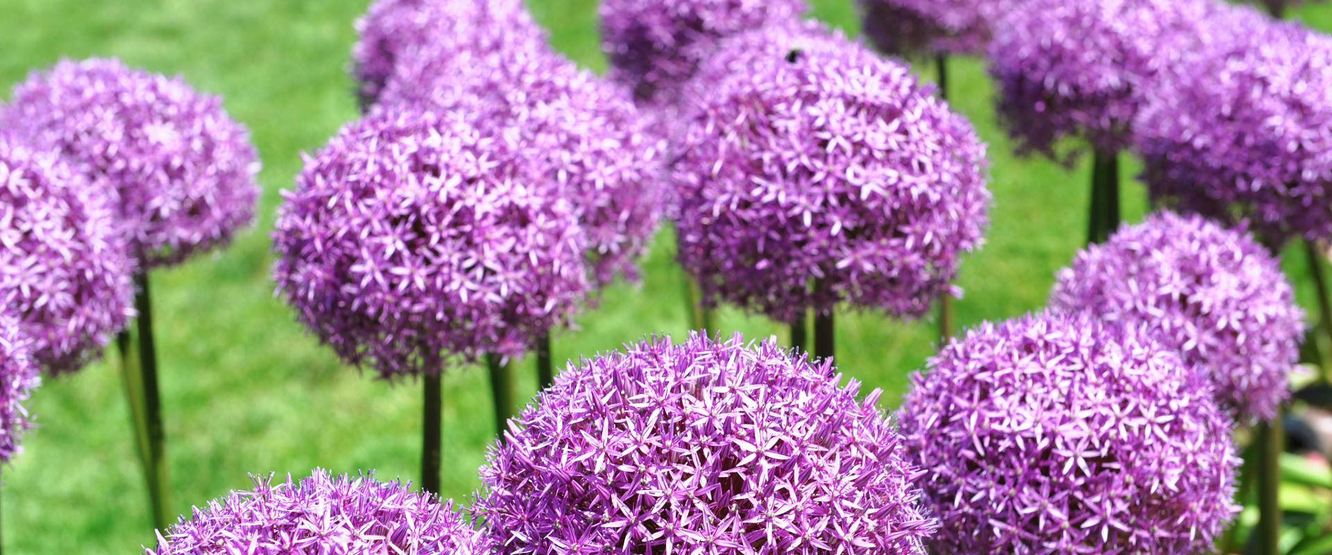 purple allium lucy ball flowers blooming