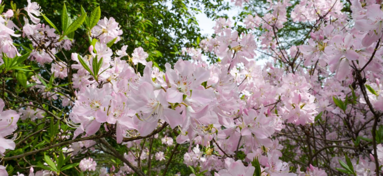 Lilac Sundays at Arnold Arboretum