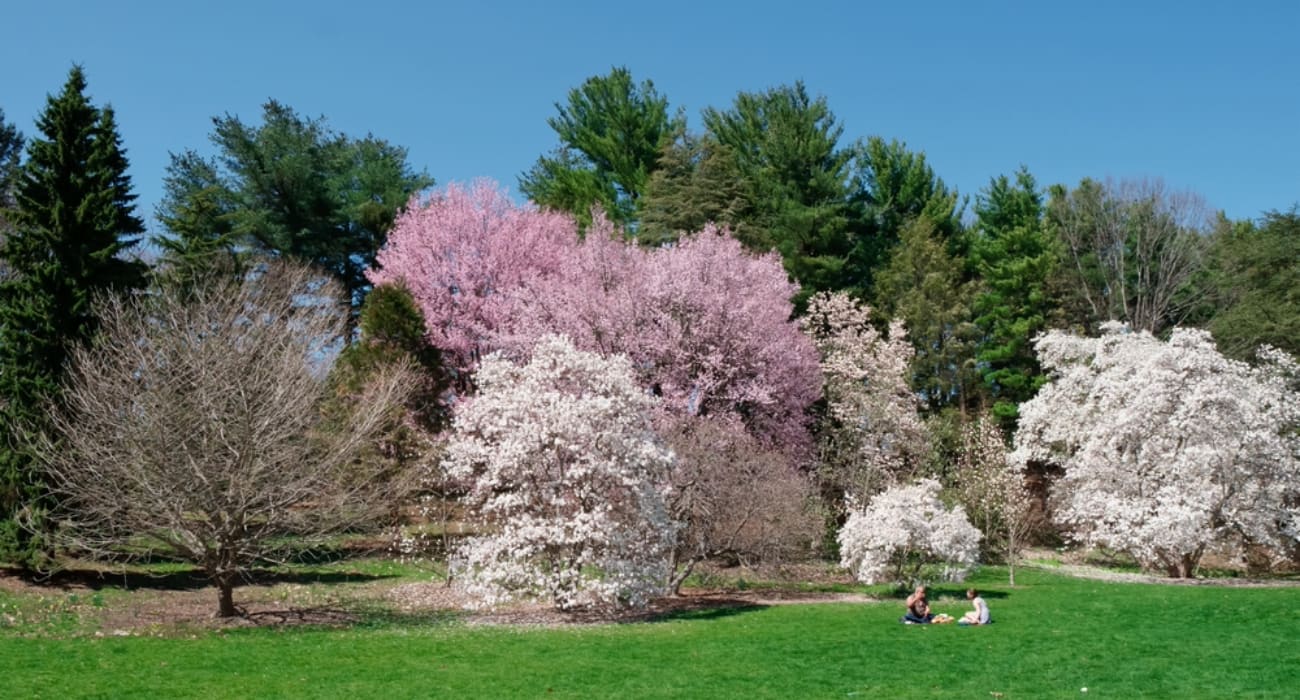 Arnold Arboretum in Boston