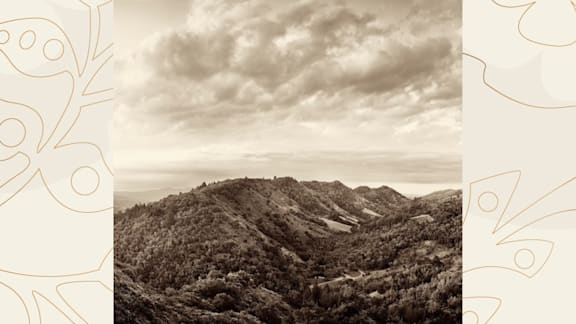 Harlan Wine Series - Promontory